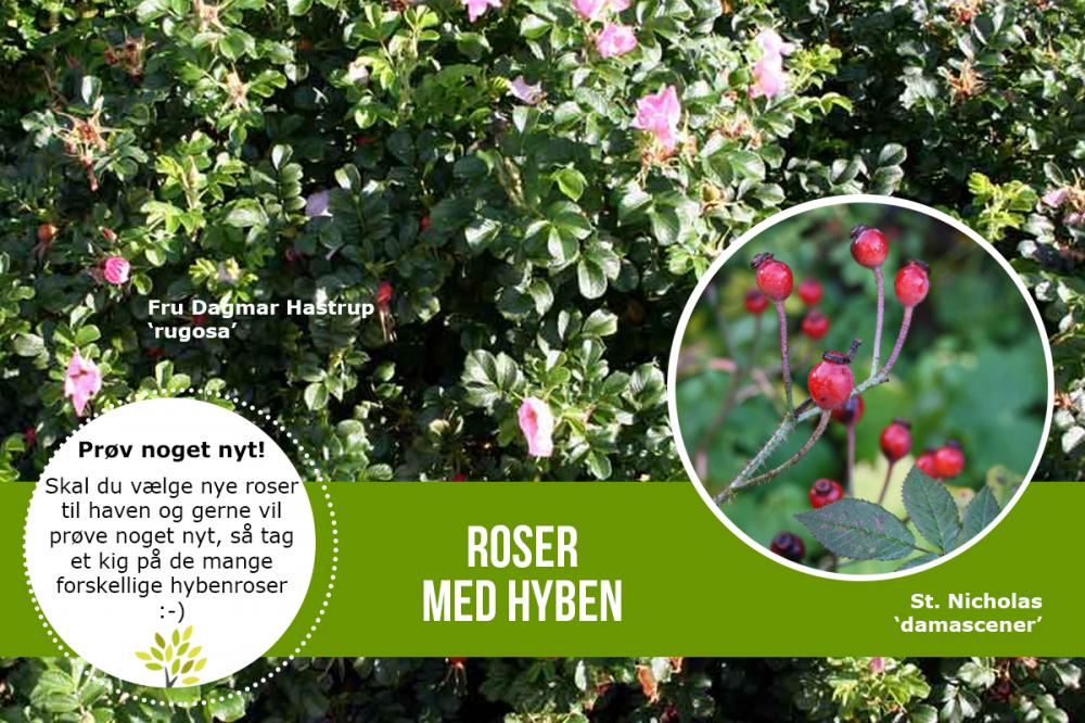 lundhede roser lundhede roser